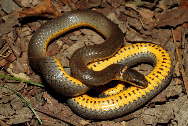 A Ringneck Snake Found 2010 In West KY.