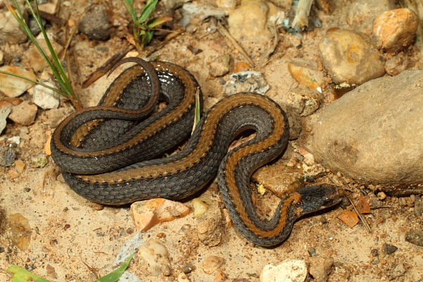 Red Belly Snake Found 2010.