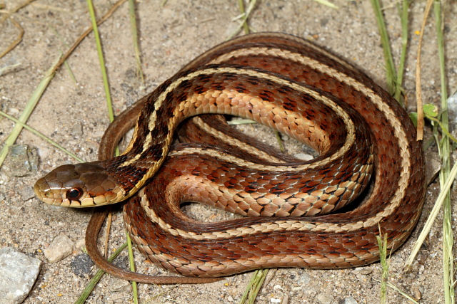 Garter Snake From The Blue Grass Region 2010.