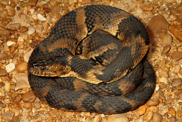 Broad Banded Water Snake Found 2010.