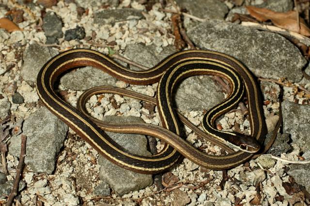 Eastern Ribbon Snake Found 2010.