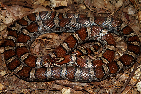 Milk Snake Found 2010.