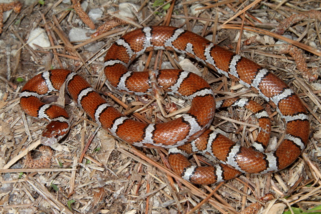 An Intergrade Milksnake.