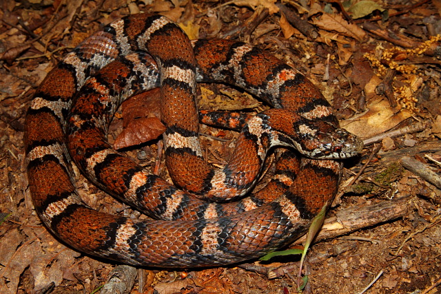 An Intergrade Milksnake.