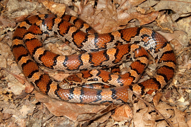 An Intergrade Milksnake.