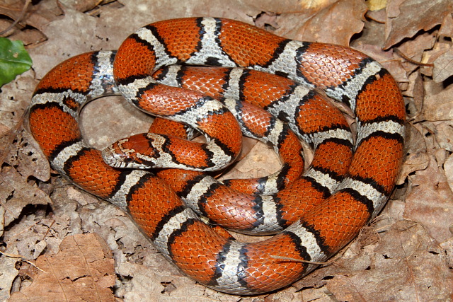 An Intergrade Milksnake.