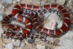 A Baby Eastern Milk Snake.