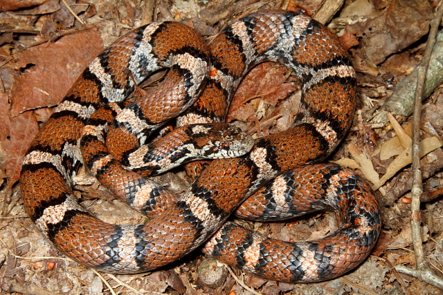 An Intergrade Milk Snake.