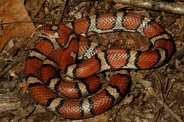 An Intergrade Milk Snake.