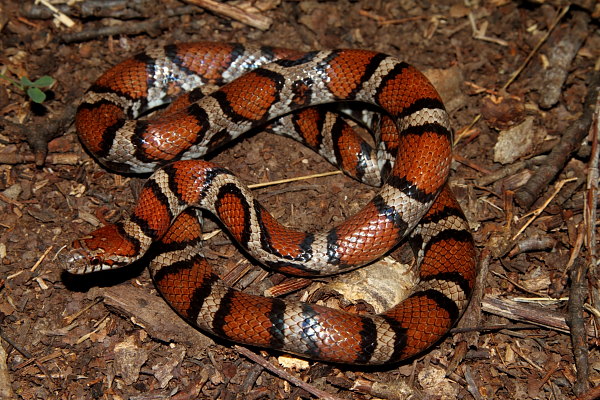 An Intergrade Milksnake.