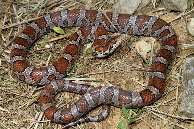 An Eastern Milksnake.