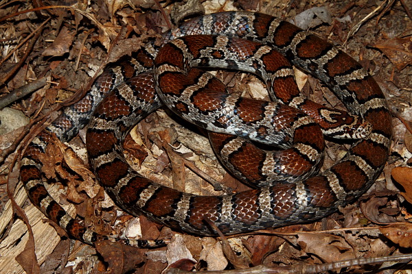 An Eastern Milk Snake.