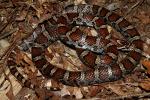 An Eastern Milk Snake.