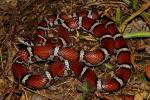 An Intergrade Milksnake.