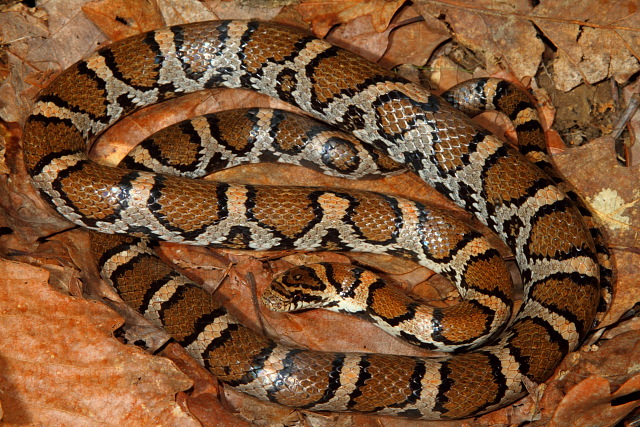 An Intergrade Milksnake.