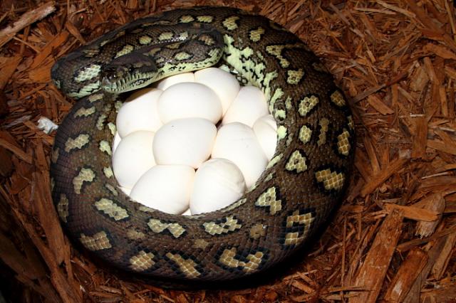 Het Albino On Eggs Laid 5 April 2011. Bred By Het Albino Male. 