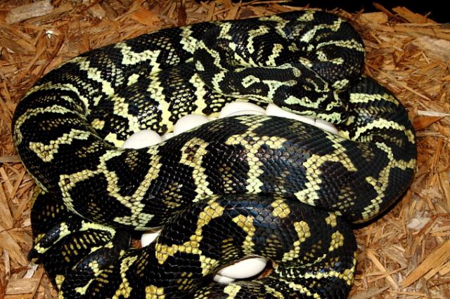 Jungle On 27 Egg Clutch Laid 15 April 2011. Python Pete Line Dam And Sire. 