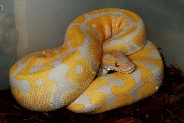 Lavender Albino Male April 2011.