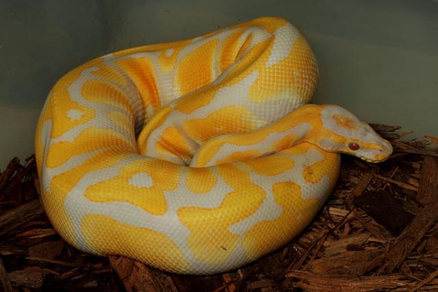 Lavender Albino Female April 2011.