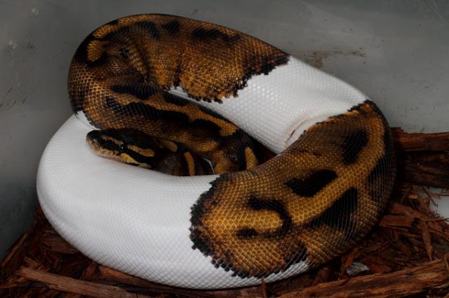 Pied Male April 2011.