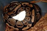 2011 Ball Python Clutch #2 Laid 20 April. Het Albino Female X Albino Male.