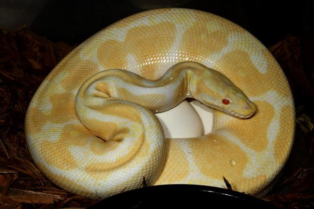 2011 Ball Python Clutch #3 Laid 24 April. Albino Tiger Poss Het Snow X Albino Tiger Poss Het Snow.