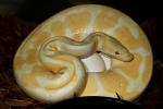 2011 Ball Python Clutch #3 Laid 24 April. Albino Tiger Poss Het Snow X Albino Tiger Poss Het Snow.