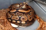 2011 Ball Python Clutch #4 Laid 26 April. 100% Het Albino Bred By Male Albino.