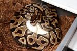 2011 Ball Python Clutch #6 Laid 27 April. Ivory Clutch Yellowbelly X Yellowbelly.