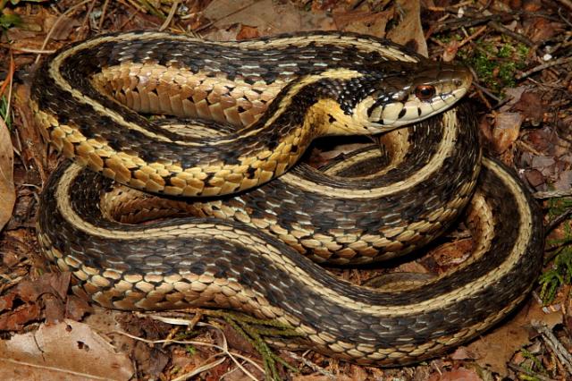 Eastern Garter Snake April 2011.