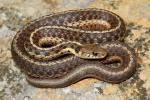 Eastern Garter Snake May 2011.