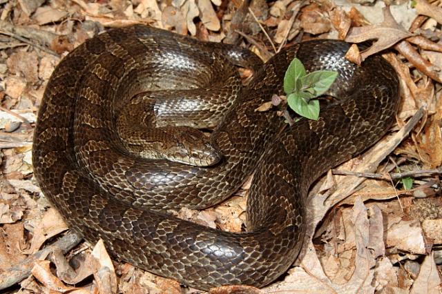 Prairie King Found April 2011.