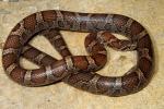 Eastern Milk Snake Found May 2011.