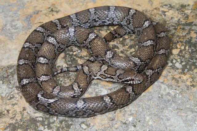 Eastern Milk Snake Found May 2011.