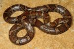 Eastern Milk Snake Found May 2011.