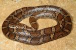 Eastern Milk Snake Found May 2011.