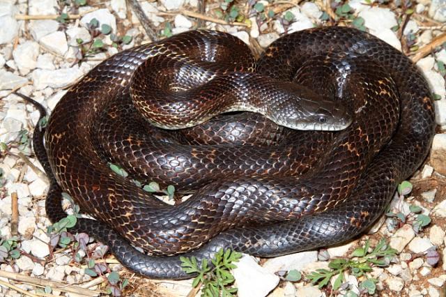 Rat Snake Found April 2011 In Hart County, KY.