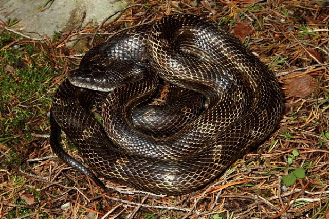 Rat Snake Found April 2011 In Hart County, KY.