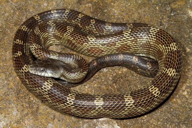 Rat Snake Found May 2011 In Harrison County, KY.