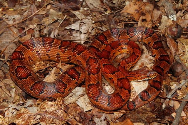 Corn Snake Found April 2011.