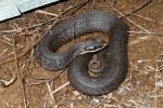 Eastern Hognose Snake Found May 2011.