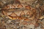 Copperhead Found April 2011.