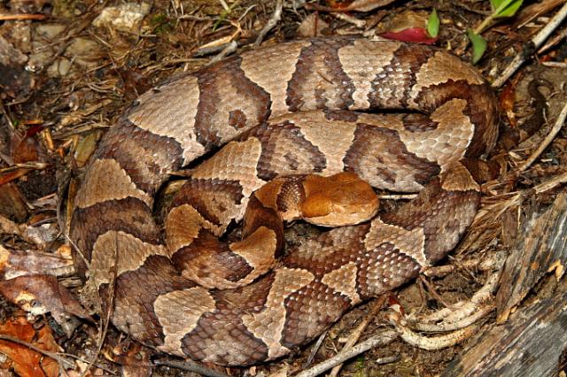 Copperhead Found May 2011.