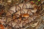 Copperhead Found May 2011.