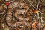 Copperhead Found May 2011.