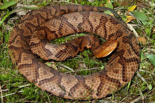 Copperhead Found May 2011.