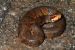 Cottonmouth Found April 2011 In Graves County, KY.