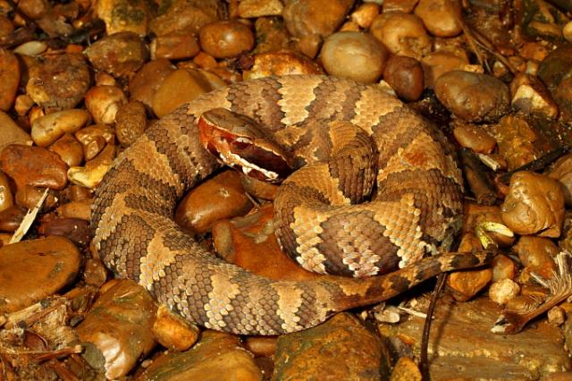 Yearling Cottonmouth Found May 2011 In Calloway County, KY.