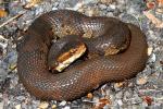 Cottonmouth Found May 2011 In Hickman County, KY.