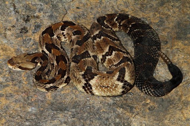 Timber Rattlesnake Found May 2011.